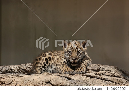 A baby jaguar looking down at the camera. 143000302
