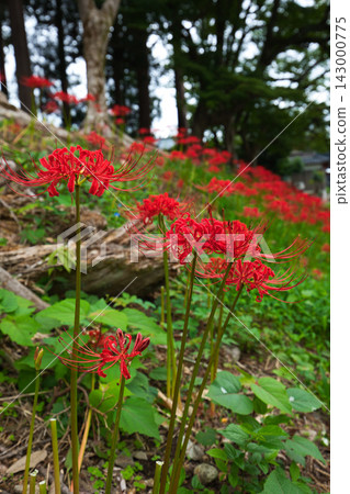 The season of spider lilies The season of spider lilies 143000775