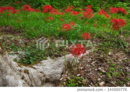 The season of spider lilies The season of spider lilies 143000776