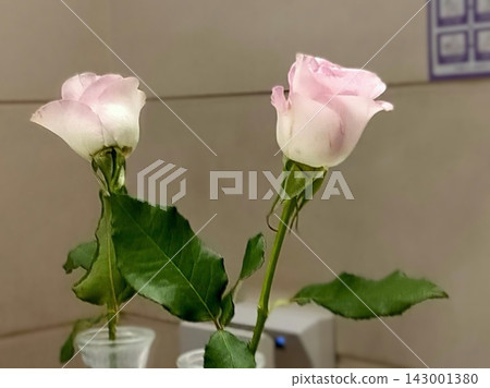 商場洗手間鏡子前的花 143001380