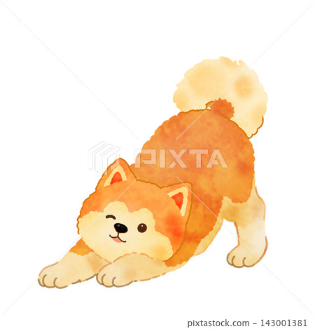 一幅秋田犬的彩色插圖 一幅秋田犬的彩色插圖 143001381