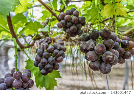 Autumn Delights: Pione Grape Picking in Sendai City, Miyagi Prefecture Autumn Delights: Pione Grape Picking in Sendai City, Miyagi Prefecture 143001447
