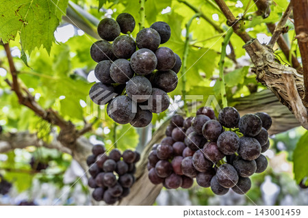 Autumn Delights: Pione Grape Picking in Sendai City, Miyagi Prefecture 143001459