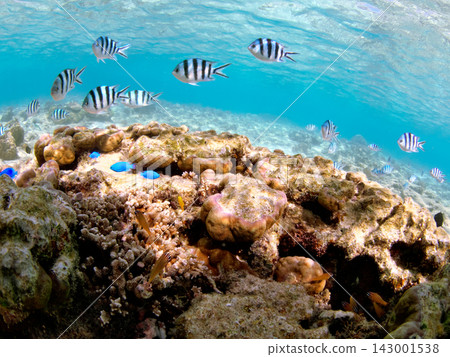 Underwater scenery of Anchi Beach, Sesoko Island, Okinawa Prefecture Underwater scenery of Anchi Beach, Sesoko Island, Okinawa Prefecture 143001538