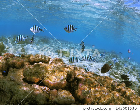 Underwater scenery of Anchi Beach, Sesoko Island, Okinawa Prefecture Underwater scenery of Anchi Beach, Sesoko Island, Okinawa Prefecture 143001539