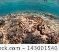 Underwater scenery of Anchi Beach, Sesoko Island, Okinawa Prefecture 143001540