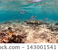 Underwater scenery of Anchi Beach, Sesoko Island, Okinawa Prefecture 143001541