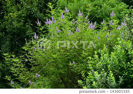Vitex agnus-castus flower, American ginseng tree, medicinal plant for women's diseases 143001585