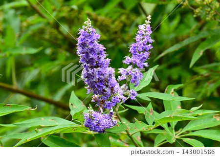 Vitex agnus-castus flower, American ginseng tree, medicinal plant for women's diseases Vitex agnus-castus flower, American ginseng tree, medicinal plant for women's diseases 143001586