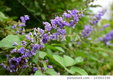 Vitex agnus-castus flower, American ginseng tree, medicinal plant for women's diseases Vitex agnus-castus flower, American ginseng tree, medicinal plant for women's diseases 143001590