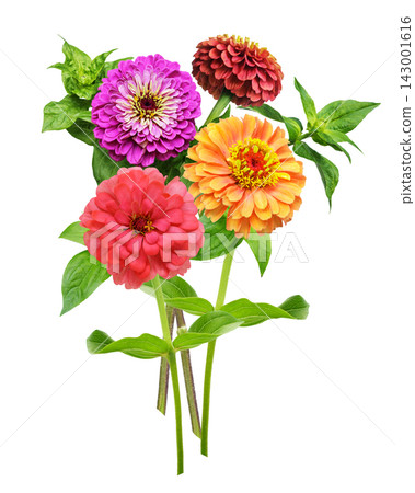 bouquet of mixed colorful zinnias flowers isolated on white background bouquet of mixed colorful zinnias flowers isolated on white background 143001616