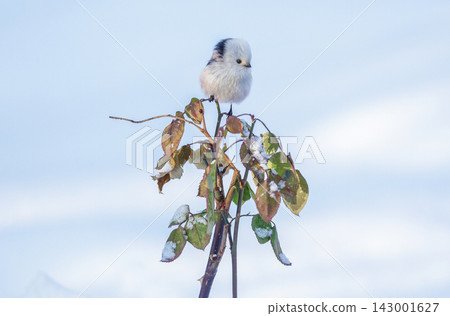 Close up of little bird perching on snowed branch of rose. Winter time. Long tailed tit. Aegithalos caudatus Close up of little bird perching on snowed branch of rose. Winter time. Long tailed tit. Aegithalos caudatus 143001627