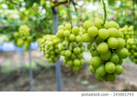 Autumn Delights: Shine Muscat Grape Picking in Sendai City, Miyagi Prefecture Autumn Delights: Shine Muscat Grape Picking in Sendai City, Miyagi Prefecture 143001743