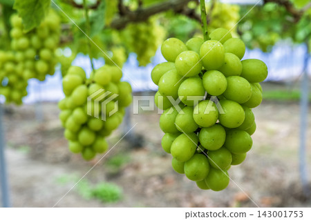 Autumn Delights: Shine Muscat Grape Picking in Sendai City, Miyagi Prefecture Autumn Delights: Shine Muscat Grape Picking in Sendai City, Miyagi Prefecture 143001753