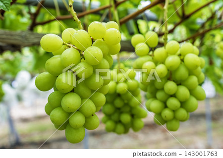 Autumn Delights: Shine Muscat Grape Picking in Sendai City, Miyagi Prefecture Autumn Delights: Shine Muscat Grape Picking in Sendai City, Miyagi Prefecture 143001763