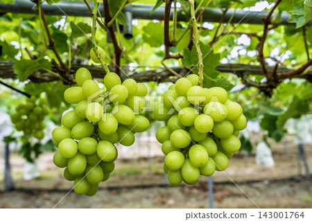 Autumn Delights: Shine Muscat Grape Picking in Sendai City, Miyagi Prefecture Autumn Delights: Shine Muscat Grape Picking in Sendai City, Miyagi Prefecture 143001764