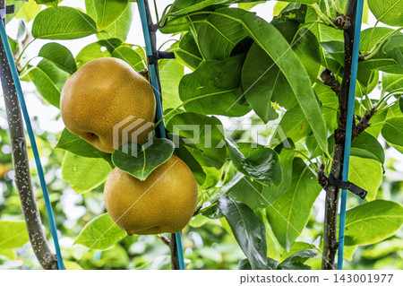 Autumn Delights: Pears ripening on the trees - Akiakari Pear Picking, Sendai City, Miyagi Prefecture Autumn Delights: Pears ripening on the trees - Akiakari Pear Picking, Sendai City, Miyagi Prefecture 143001977
