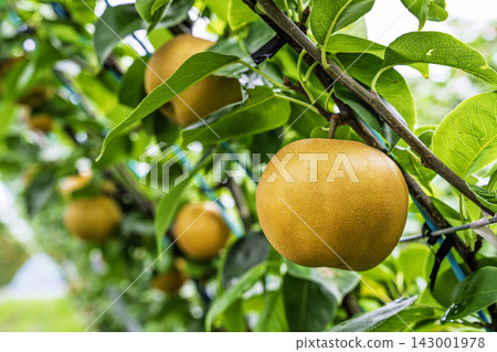 Autumn Delights: Pears ripening on the trees - Akiakari Pear Picking, Sendai City, Miyagi Prefecture Autumn Delights: Pears ripening on the trees - Akiakari Pear Picking, Sendai City, Miyagi Prefecture 143001978