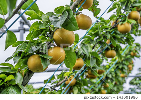 Autumn Delights: Pears ripening on the trees - Akiakari Pear Picking, Sendai City, Miyagi Prefecture Autumn Delights: Pears ripening on the trees - Akiakari Pear Picking, Sendai City, Miyagi Prefecture 143001980