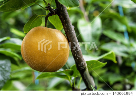 Autumn Delights: Pears ripening on the trees - Akiakari Pear Picking, Sendai City, Miyagi Prefecture Autumn Delights: Pears ripening on the trees - Akiakari Pear Picking, Sendai City, Miyagi Prefecture 143001994