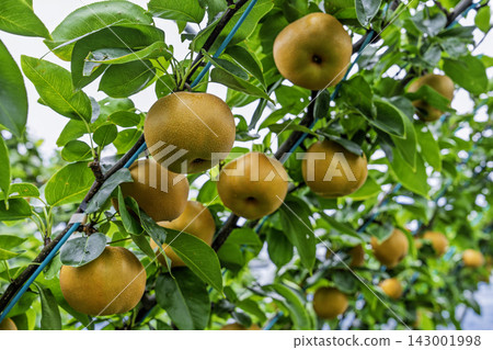 Autumn Delights: Pears ripening on the trees - Akiakari Pear Picking, Sendai City, Miyagi Prefecture Autumn Delights: Pears ripening on the trees - Akiakari Pear Picking, Sendai City, Miyagi Prefecture 143001998