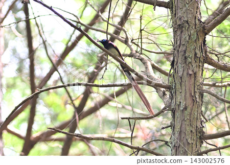 A male Japanese Paradise Flycatcher perches on a tree branch with an insect in its beak. 143002576