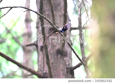 A male Japanese Paradise Flycatcher chasing an insect in flight. A male Japanese Paradise Flycatcher chasing an insect in flight. 143002582