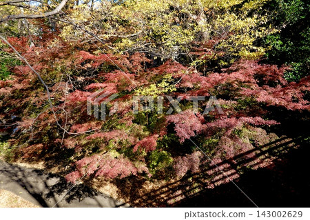 A view of autumn leaves from the bridge leading to the main gate of Ikeda Castle Ruins Park, Ikeda City, Osaka Prefecture. A view of autumn leaves from the bridge leading to the main gate of Ikeda Castle Ruins Park, Ikeda City, Osaka Prefecture. 143002629