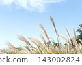 Autumn blue sky and pampas grass 143002824