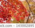 Bright red autumn leaves 143002895