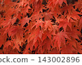 Autumn leaves colored red 143002896