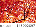 Bright red autumn leaves 143002897