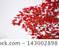 Bright red autumn leaves 143002898