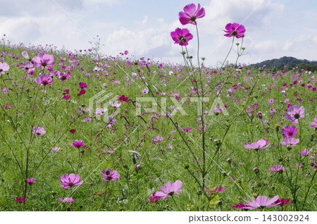 In autumn in Saku City, Nagano Prefecture, bush clover flowers bloom along the railway tracks, and cosmos flowers are in full bloom in the cosmos garden at the ranch. In autumn in Saku City, Nagano Prefecture, bush clover flowers bloom along the railway tracks, and cosmos flowers are in full bloom in the cosmos garden at the ranch. 143002924