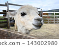 A white alpaca peeking its head out from behind a fence 143002980