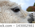 A white alpaca's profile with striking large eyes. 143002981
