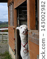 A white alpaca pops its head out from a wooden hut. 143002982