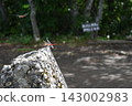 A red dragonfly resting its wings on a rock and another dragonfly in flight. 143002983