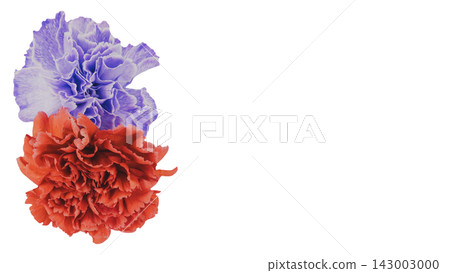 Red and purple carnation flowers, transparent background, macro. Red and purple carnation flowers, transparent background, macro. 143003000