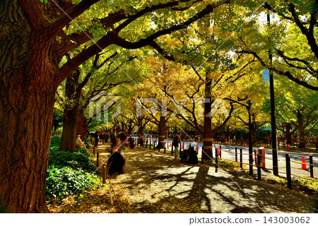 Meiji Jingu Gaien: Ginkgo trees in early autumn, with their leaves changing color. Meiji Jingu Gaien: Ginkgo trees in early autumn, with their leaves changing color. 143003062