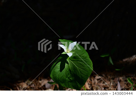 Large-flowered trillium blooming in the deep mountains. Large-flowered trillium blooming in the deep mountains. 143003444
