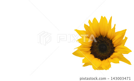 A single yellow sunflower, transparent background, macro. A single yellow sunflower, transparent background, macro. 143003471
