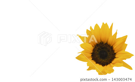 A single yellow sunflower, transparent background, macro. A single yellow sunflower, transparent background, macro. 143003474