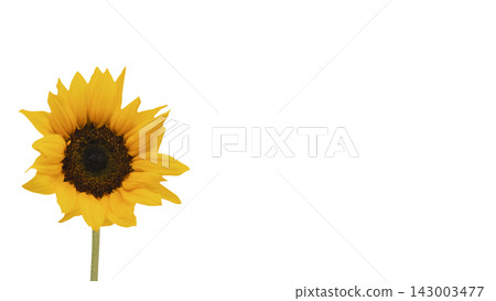 A single yellow sunflower, transparent background, macro. A single yellow sunflower, transparent background, macro. 143003477