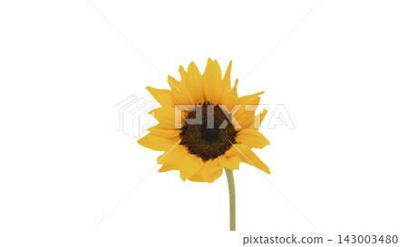 A single yellow sunflower, transparent background, macro. A single yellow sunflower, transparent background, macro. 143003480