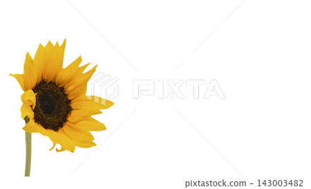 A single yellow sunflower, transparent background, macro. 143003482