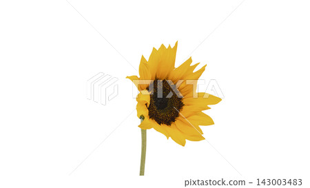 A single yellow sunflower, transparent background, macro. A single yellow sunflower, transparent background, macro. 143003483