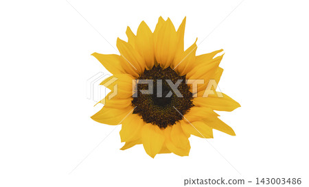 A single yellow sunflower, transparent background, macro. A single yellow sunflower, transparent background, macro. 143003486