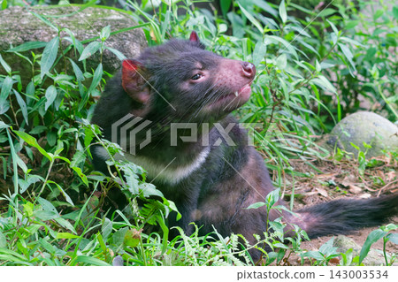 Tasmanian devil sniffing the air ② Tasmanian devil sniffing the air ② 143003534