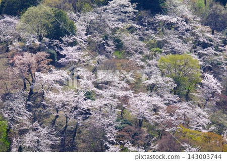 【神奈川縣】山間盛開的櫻花花園 【神奈川縣】山間盛開的櫻花花園 143003744